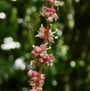 Boehmeria macrophylla.moyen l’ortie.bois de source noir.( inflorescence détail ) urticaceae..jpeg